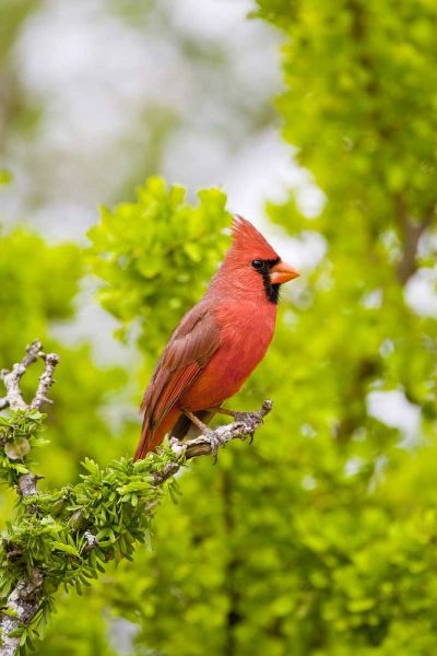 TX, Mission Northern cardinal perched in tree